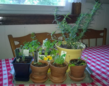 Herb Garden Inside